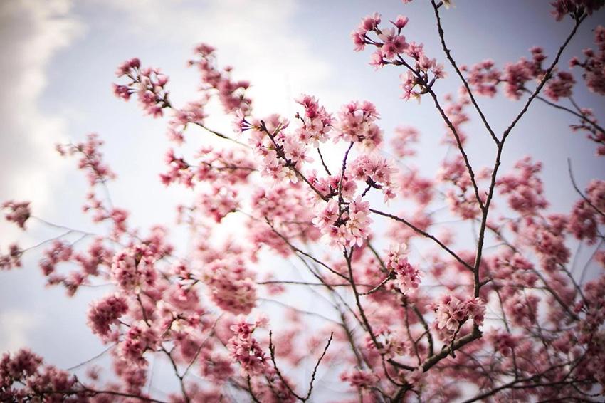 [2025年・2026年版]学生に人気の冬休み・春休みの合宿免許を徹底解説します！